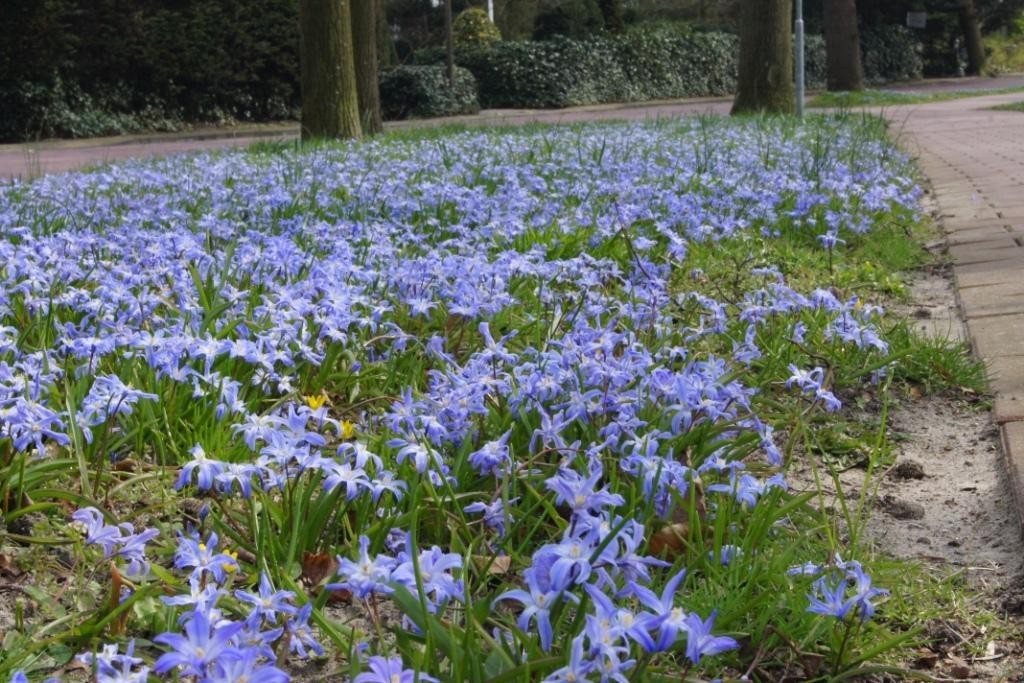 Chionodoxa Blue Giant ORG Natural Bulbs EU